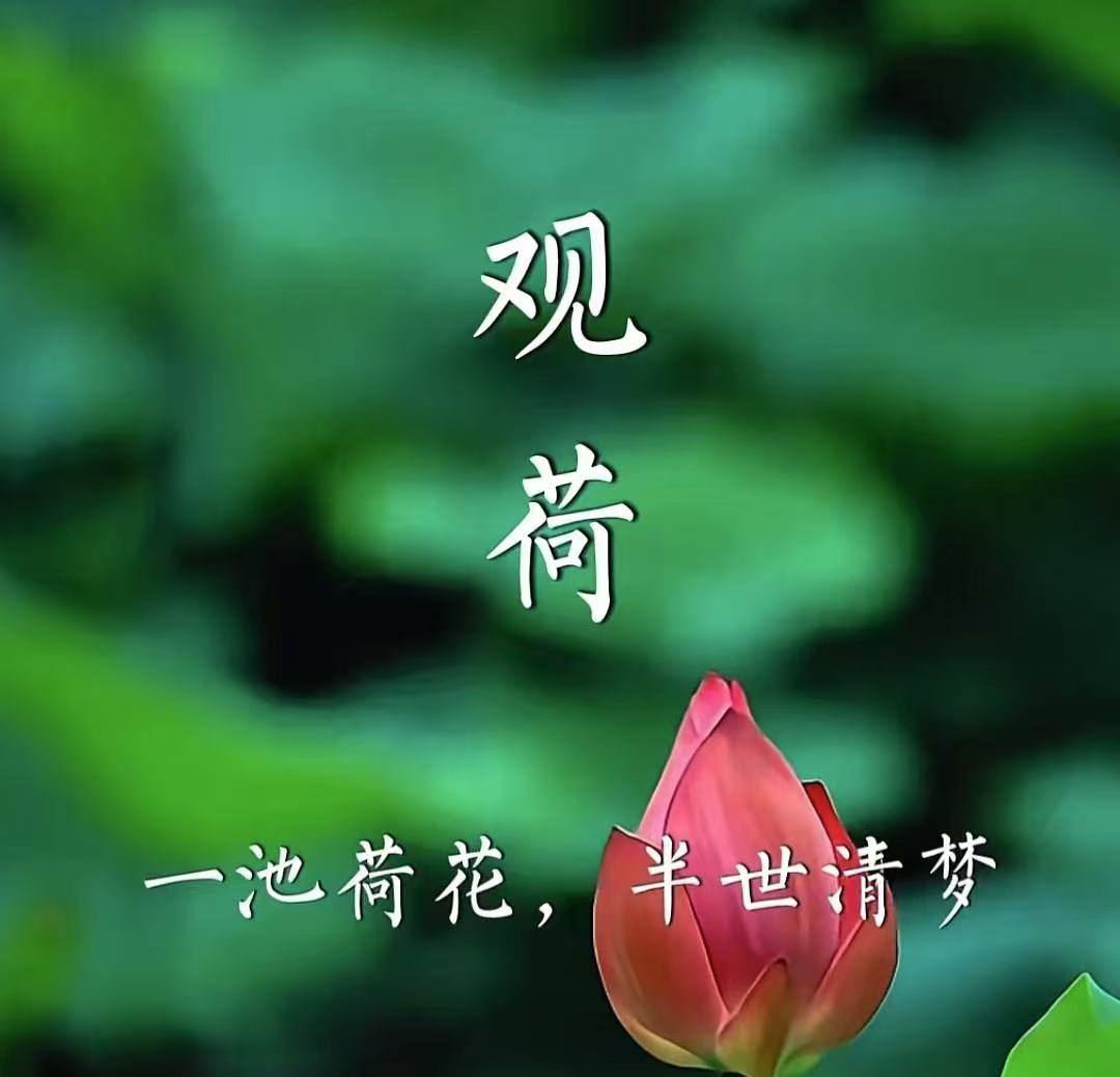 《青苔承雨秋意凉》 ——别夏辞 《青苔承雨秋意凉》 ——别夏辞